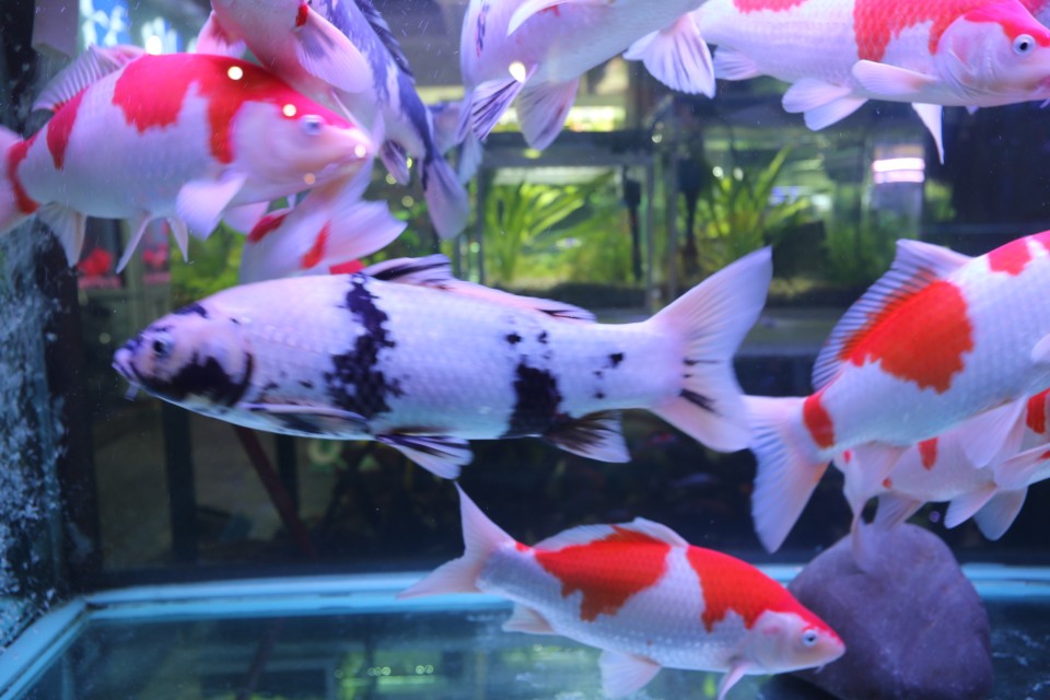 新都木兰花卉批发市场买金鱼,木兰县卖观赏鱼