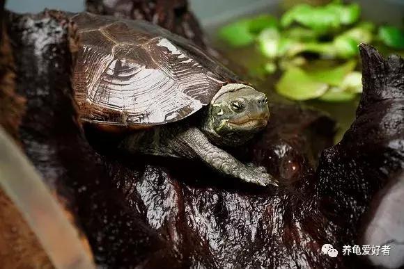 乌龟咬尾怎么办,乌龟咬鱼有什么办法