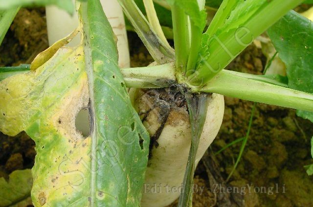 萝卜病害图,萝卜病害怎样治