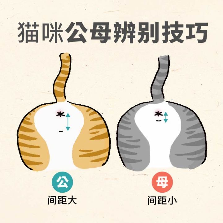 刚买的幼猫怎么养正确方法图文,养幼猫怎么教用猫砂