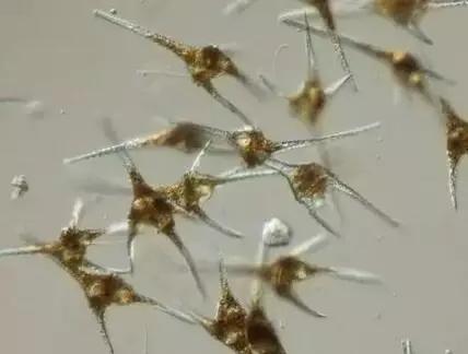 水产养殖藻类老化是怎样的,水产养殖显微镜下各种藻类