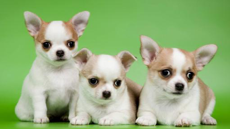 吉娃娃天生的技能,吉娃娃遛娃神器