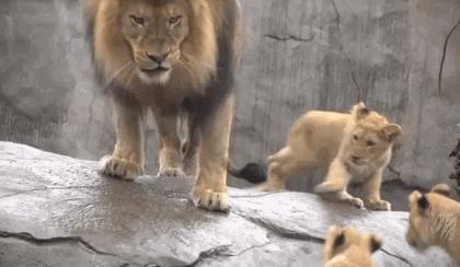 老虎的繁衍能力,老虎的繁衍模式