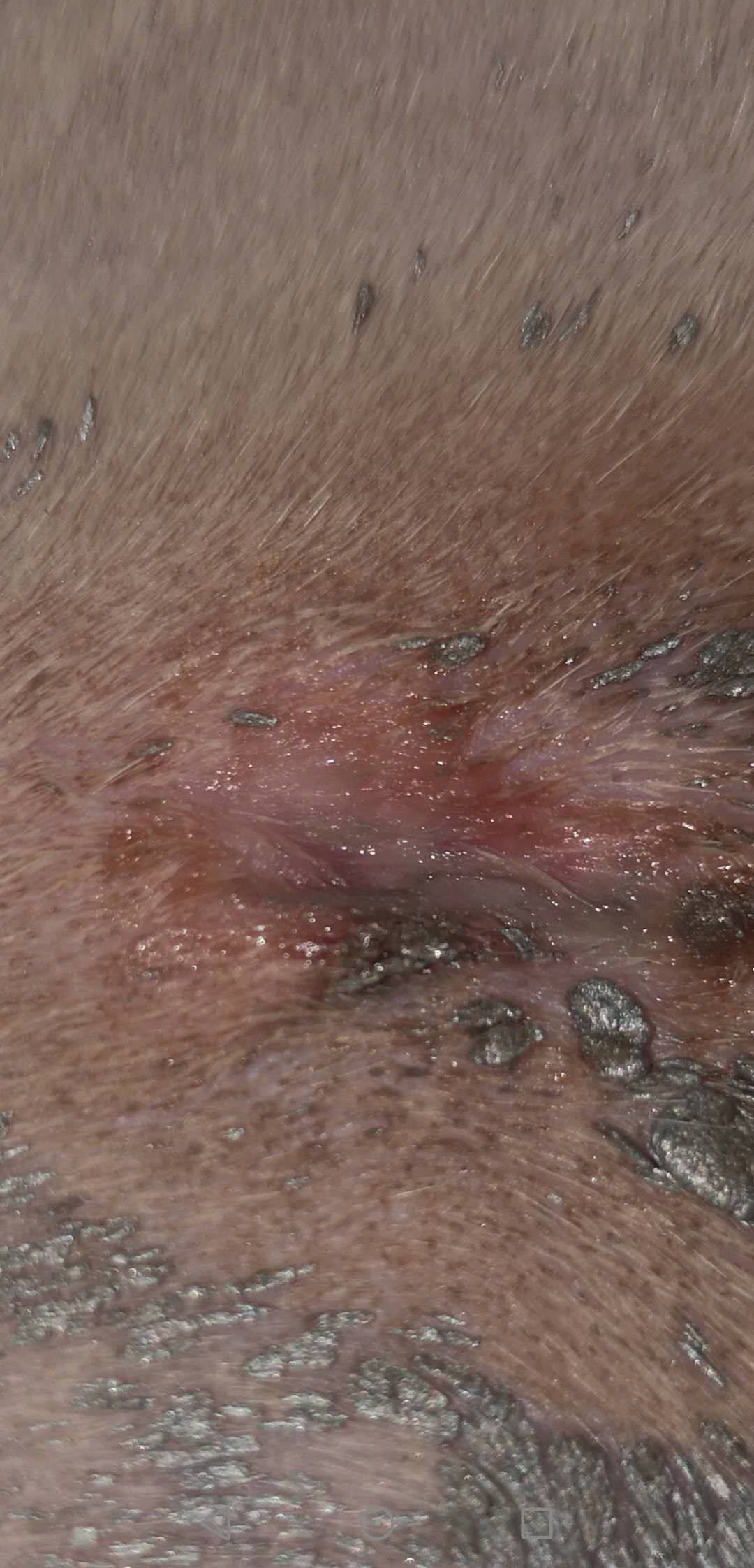 母猫剖腹产绝育脂肪液化是什么样,母猫绝育后脂肪液化图片