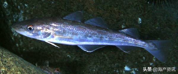 真鳕鱼科普,真鳕银鳕黑鳕鱼