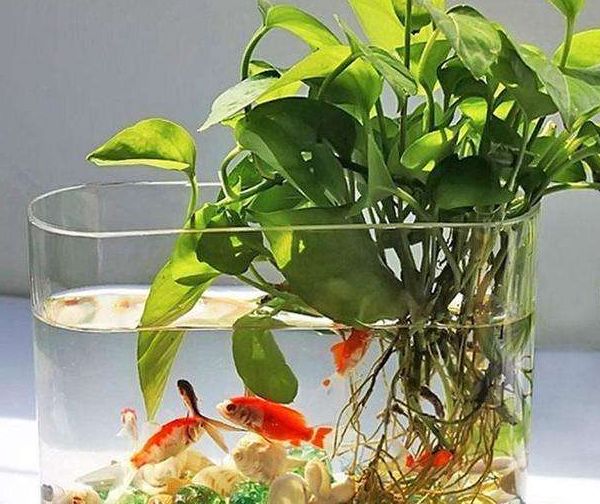 绿萝需要什么样的土壤养,绿萝既可以水培也可以土培