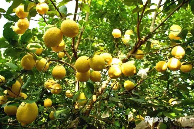 柠檬的味道歌曲,柠檬草的味道蔡依林