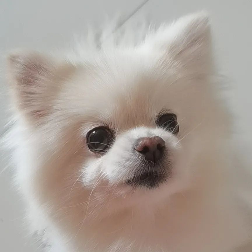 繁殖犬悲惨的下场,一只繁殖犬的悲惨生活