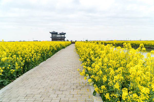 踏春赏花拍美景,踏春赏花逛湖