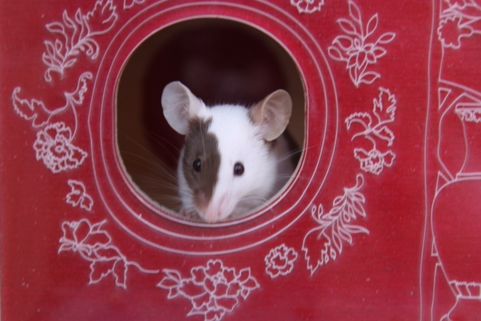 老鼠可以玩什么,老鼠可以玩杂技么