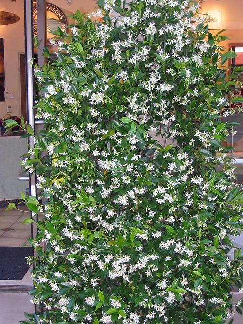 北面院子适合种什么爬藤开花植物,爬藤植物有哪些适合小庭院种植