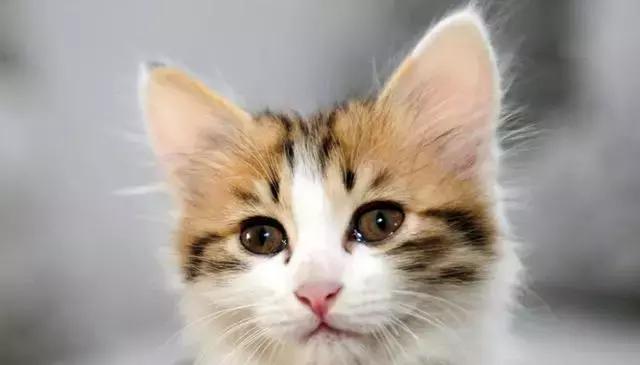 那些年失误的喵星人铲屎官已笑疯,喵星人的厉害行为报复铲屎官