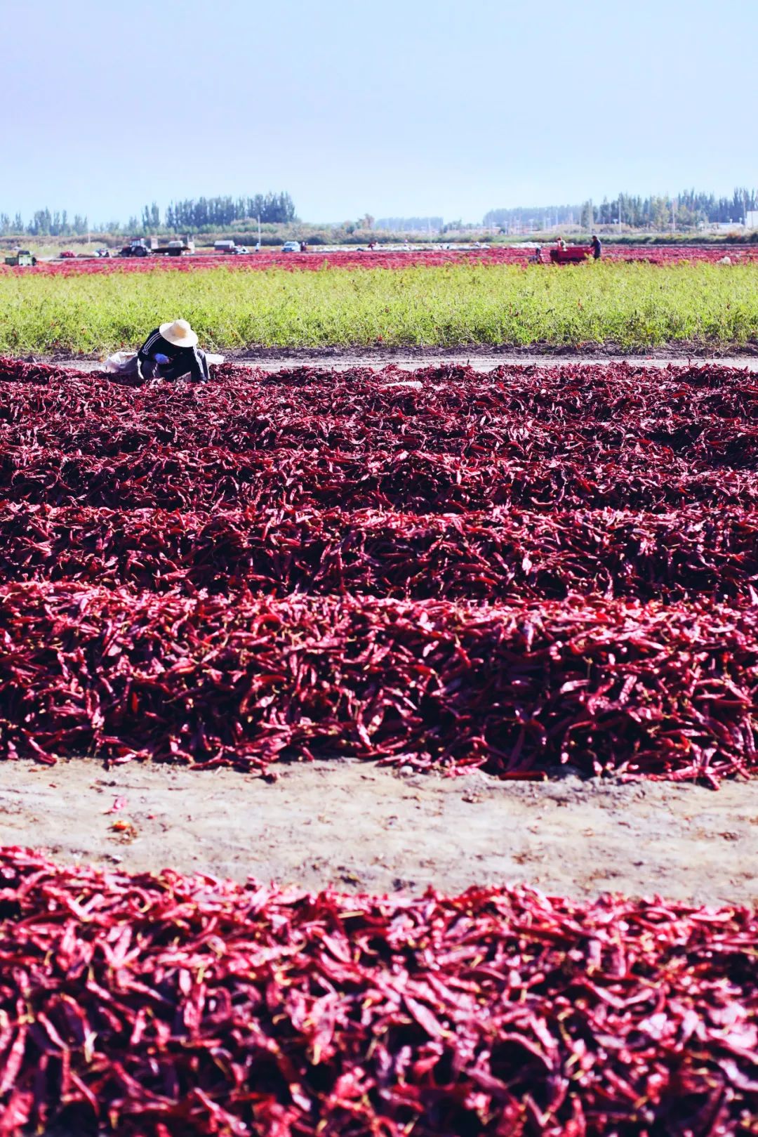 苏州女子探秘南疆巴州：这是一处色彩的世界，超出你的想象