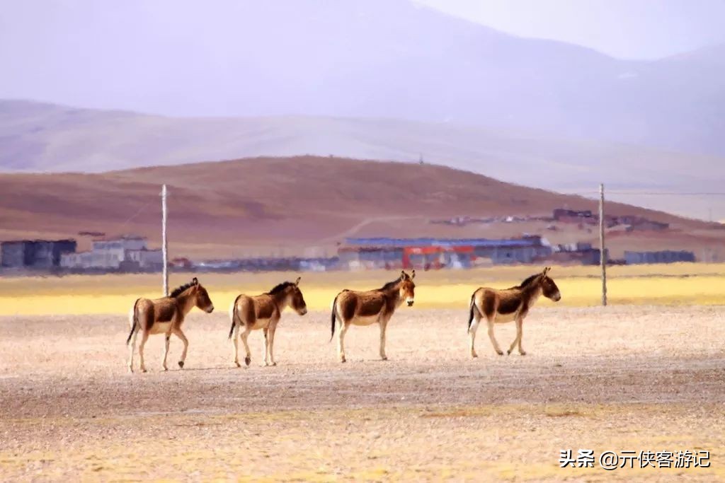 我竟然在*藏西**的冬天，竞遇到了如此多的仙境