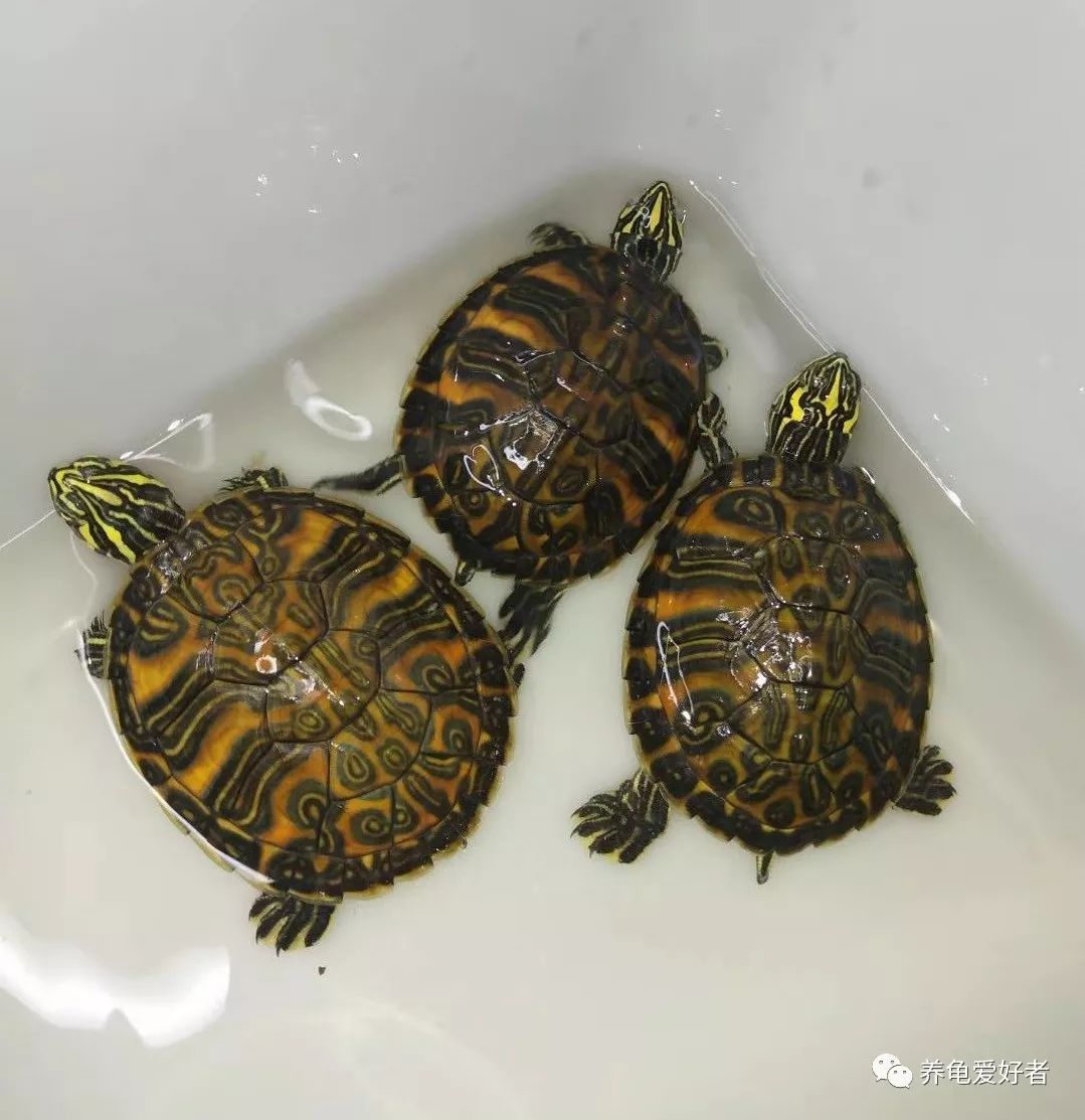 乌龟暴毙的几个原因,养了几年的乌龟突然死是什么原因