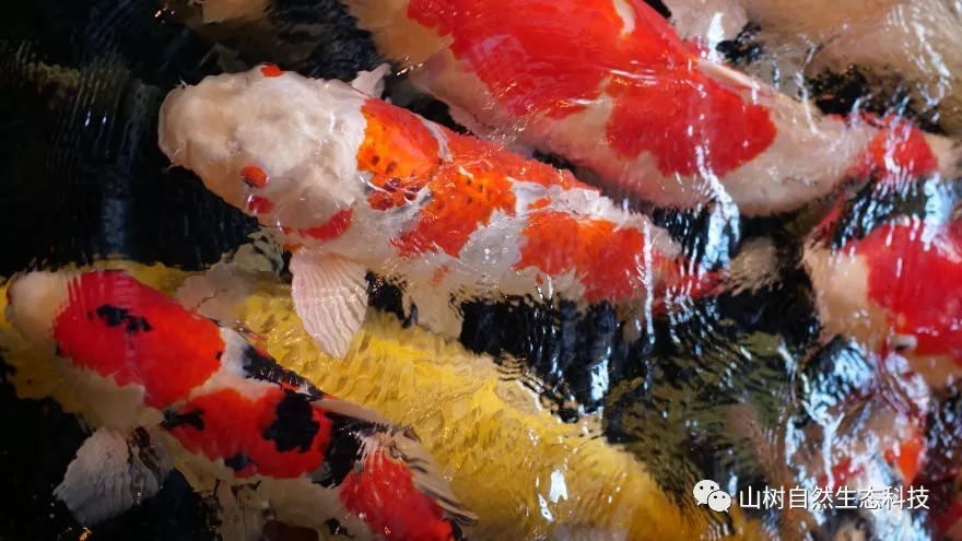 怎么训锦鲤最有效,锦鲤新手必备技巧