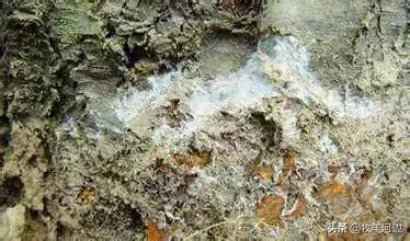 常见各种果树病虫害图谱,果树病害图谱100例