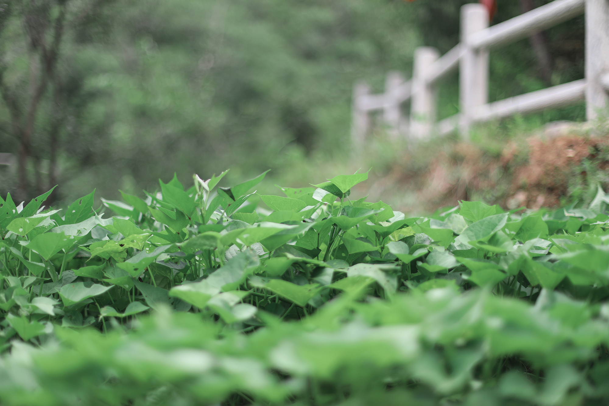 京郊房山登山路线,房山东港登山步道