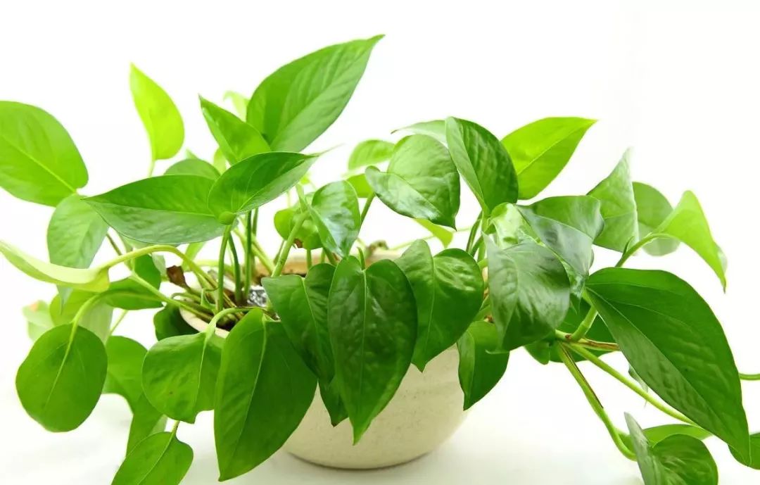 绿萝叶子发黄有斑点怎么养护,绿萝为什么叶子发黄应该怎样管理