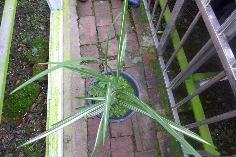 艺兰价格多少一盆,艺草艺兰