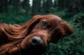 金毛是金色毛吗,金毛只有金色才是纯的么