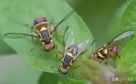 柑橘大实蝇和柑橘小实蝇常规虫害,柑橘虫害高清图谱及防治方法
