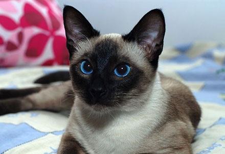 暹罗猫特别怕冷是什么原因,为什么暹罗猫怕冷