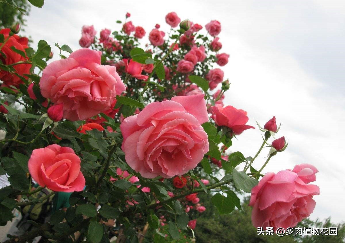 月季花霜霉病治疗方法,预防月季花霜霉病使用什么药