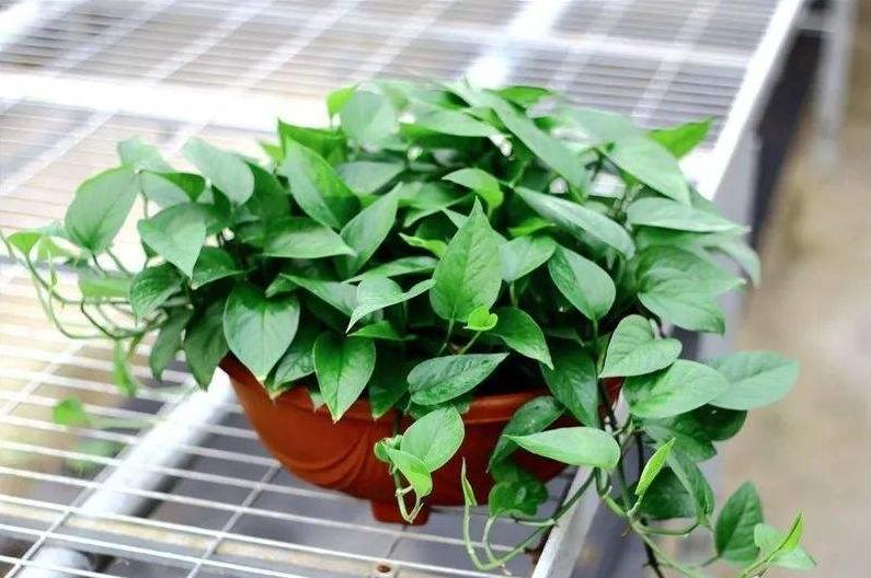 给绿萝来点它不到1个月疯长不停,绿萝怎么爬满墙不黄