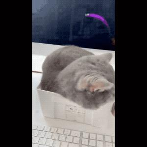 对付猫咪捣乱的方法,盘点猫咪捣乱主人回击