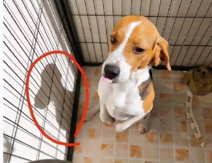 被意大利人骂了这么多年，原来是冤枉的丨互联网冲浪手册