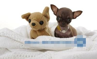 短腿狗腊肠犬,吉尼斯纪录最长的腊肠犬