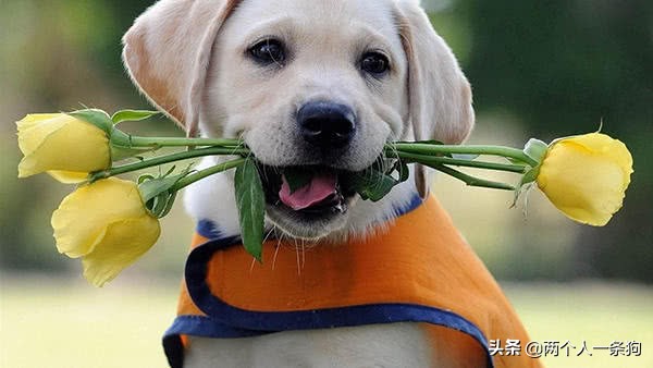 狗狗身上总是会有莫名其妙的寄生虫，定期驱虫你做了，但做对了吗