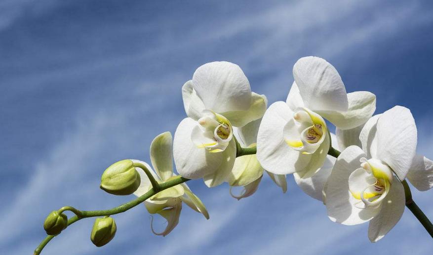 香味跟栀子花一样的花,栀子花与玉兰花哪个更香一些
