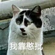 丑猫大赛视频完整版,2020年丑猫大赛看看丑到你了没