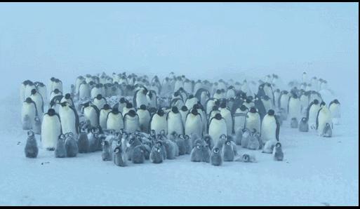 为什么北极没有企鹅宝宝,放在北极的69只企鹅怎么样了