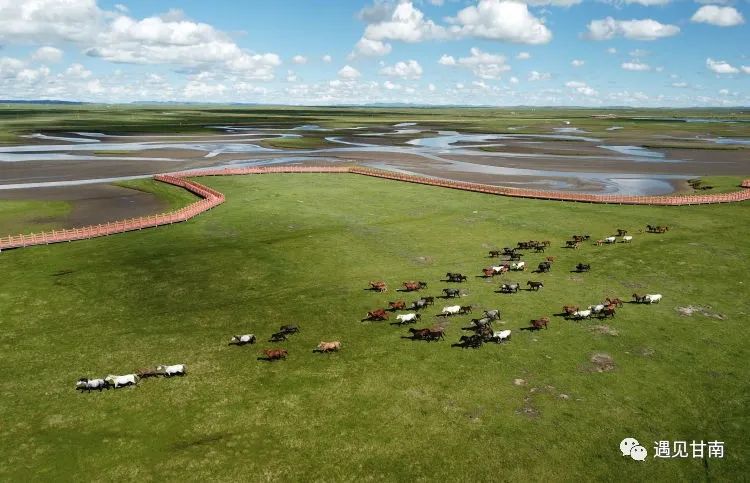 夏天的草原玛曲,夏天的玛曲草原