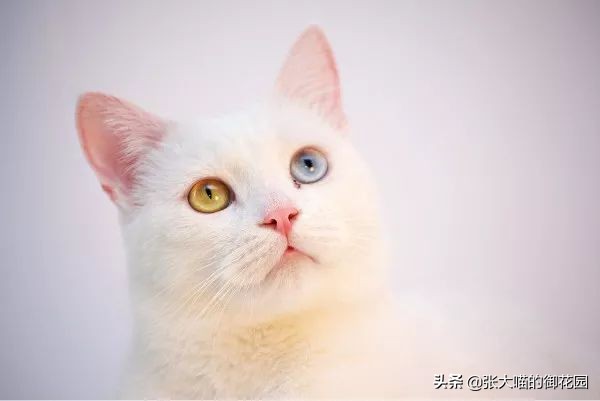 猫粮成分分析图表,如何通过猫粮成分辨别猫粮好坏