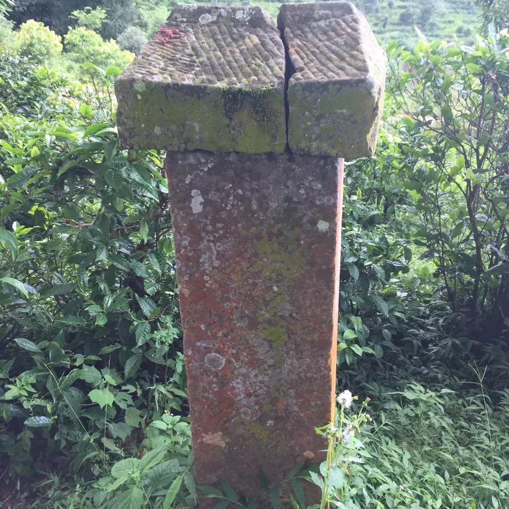 谁才是真正的皇家贡茶,皇家贡茶有多厉害