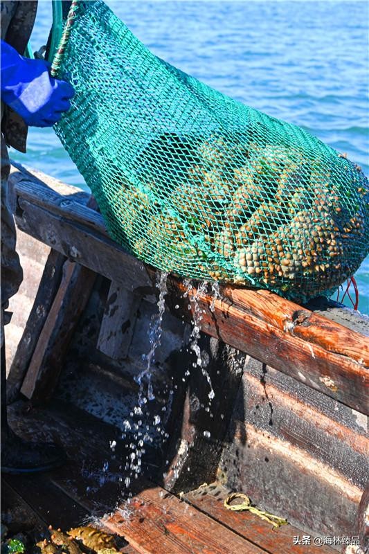 野生海参探店,野生海参采捕视频大全