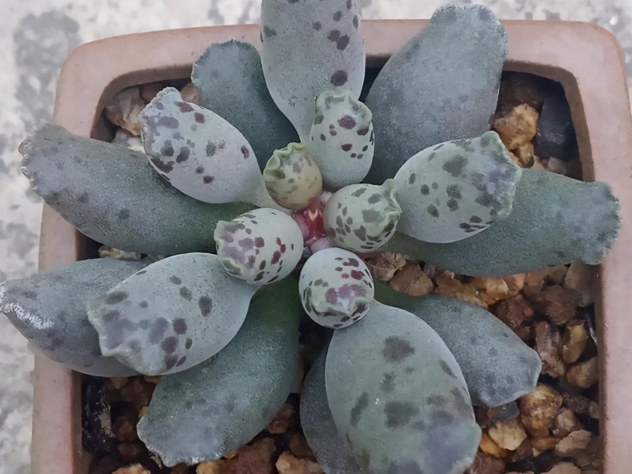 叶片有暗纹的多肉品种,全部水泡类多肉叶片