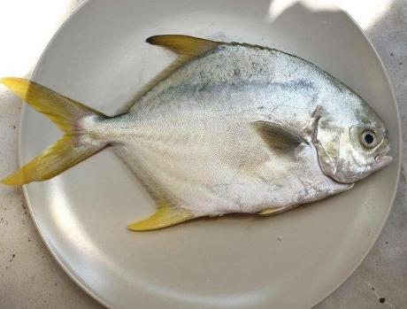 美食不可辜负家常菜清蒸鲳鱼,浙江菜红烧白鲳鱼的做法