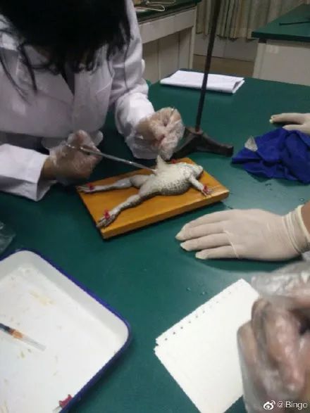 西安三大巨头,西安三巨头学校