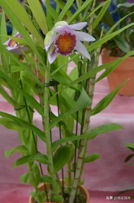 笋兰是名贵兰花吗,深山里又发现好多珍贵兰花品种