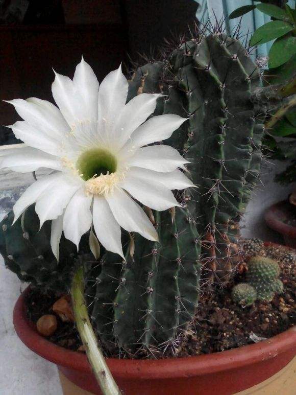 十个仙人球,最新30个仙人球品种