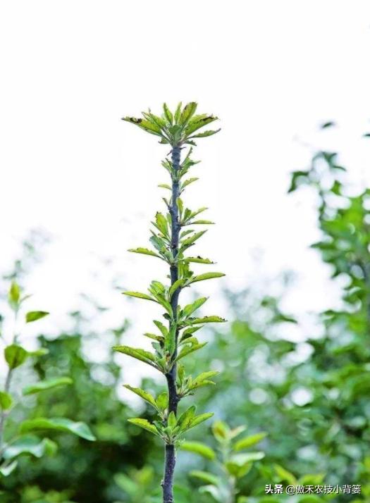 苹果缺锌易患小叶病,苹果小叶病缺镁缺锌