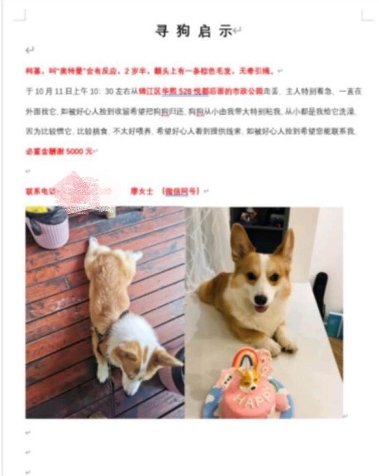 养了多年的狗被卖掉,养了两年的狗被原主人要回去