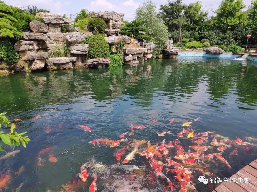 养锦鲤必备的一款鱼池过滤器,锦鲤鱼池过滤器自制方法