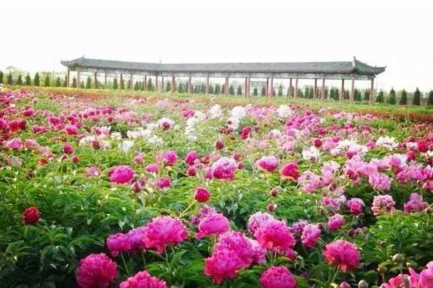 京郊最美的十大花海,京郊这些浪漫花海惊艳初秋的北京