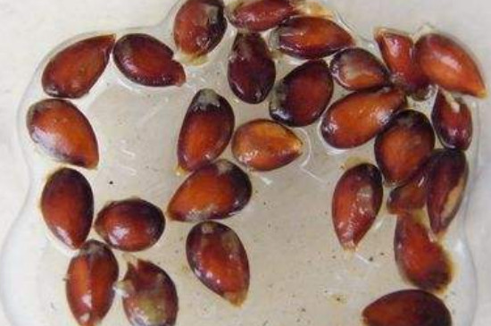 植物种子简介,考拉园艺网养花土配方